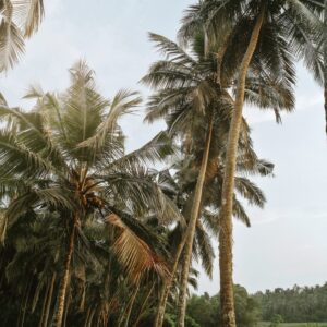Exotic Kerala